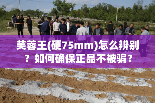 芙蓉王(硬75mm)怎么辨别？如何确保正品不被骗？